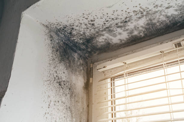 Affordable Attic Mold Removal solutions in Darien, IL