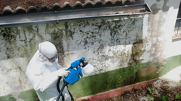 Top rated local Attic Mold Removal specialists in Darien, IL